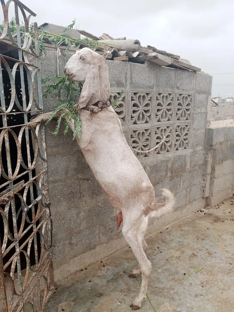 goat bakri — photo 2