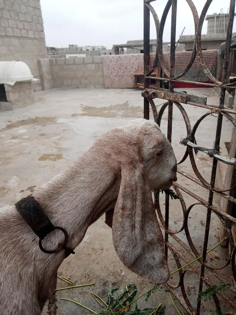 goat bakri — photo 4