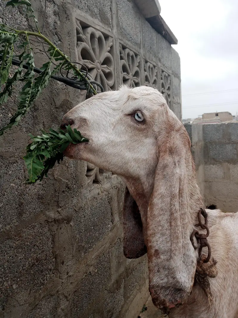 goat bakri — photo 5