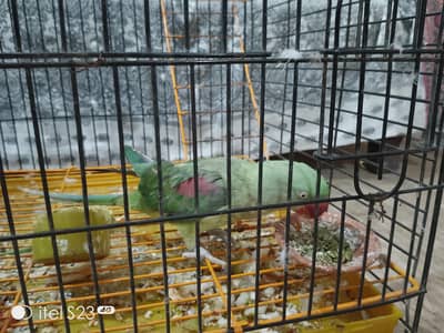 Raw Talking Parrot With Zarar Cage
