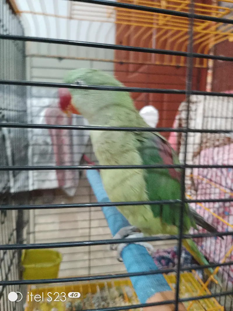 Raw Talking Parrot With Zarar Cage — photo 2