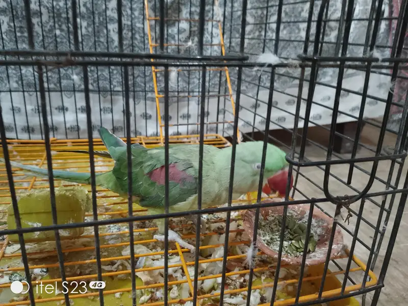 Raw Talking Parrot With Zarar Cage — photo 3