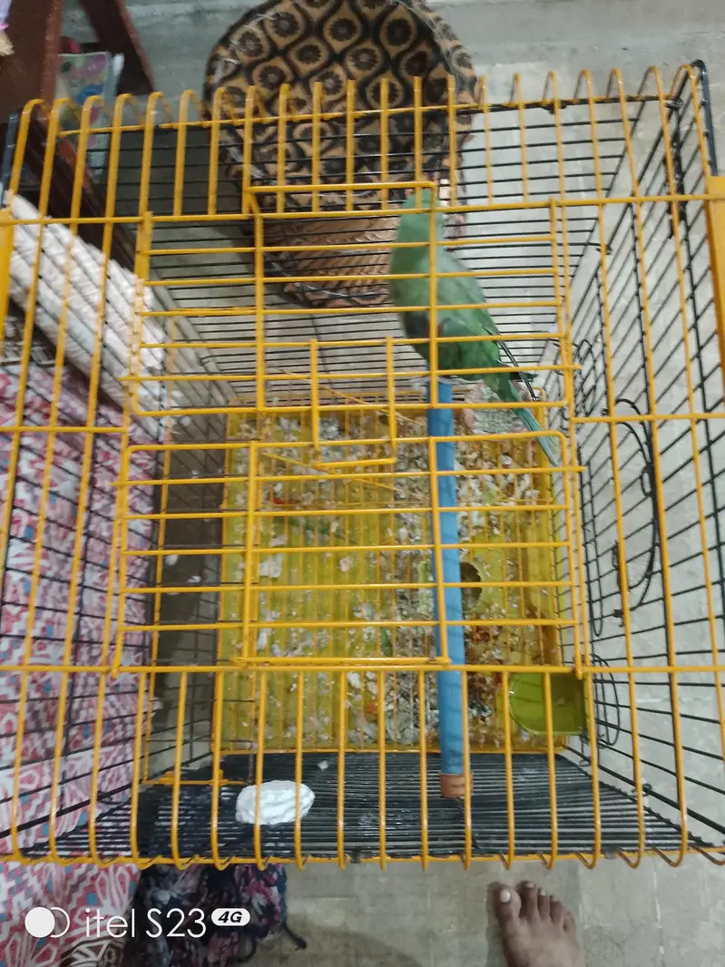 Raw Talking Parrot With Zarar Cage — photo 4
