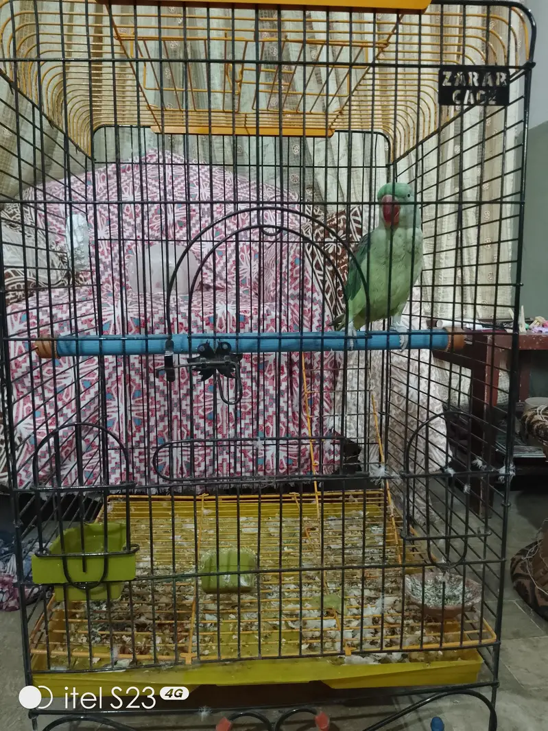 Raw Talking Parrot With Zarar Cage — photo 5