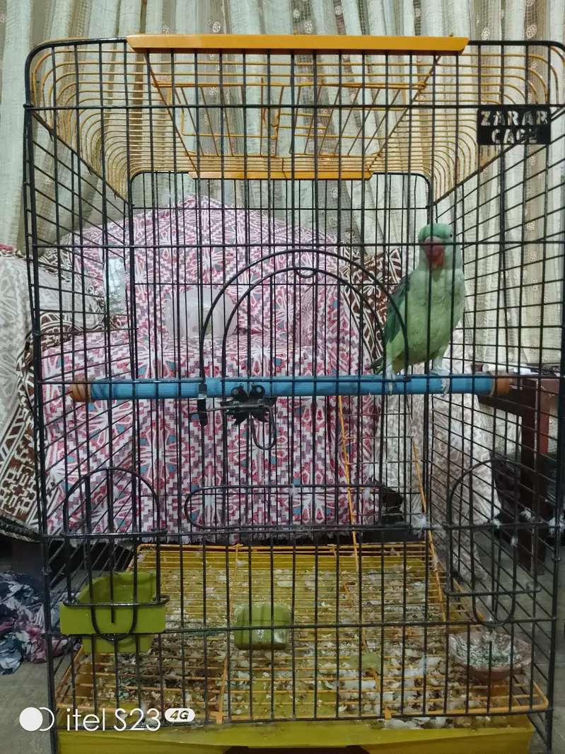 Raw Talking Parrot With Zarar Cage — photo 6