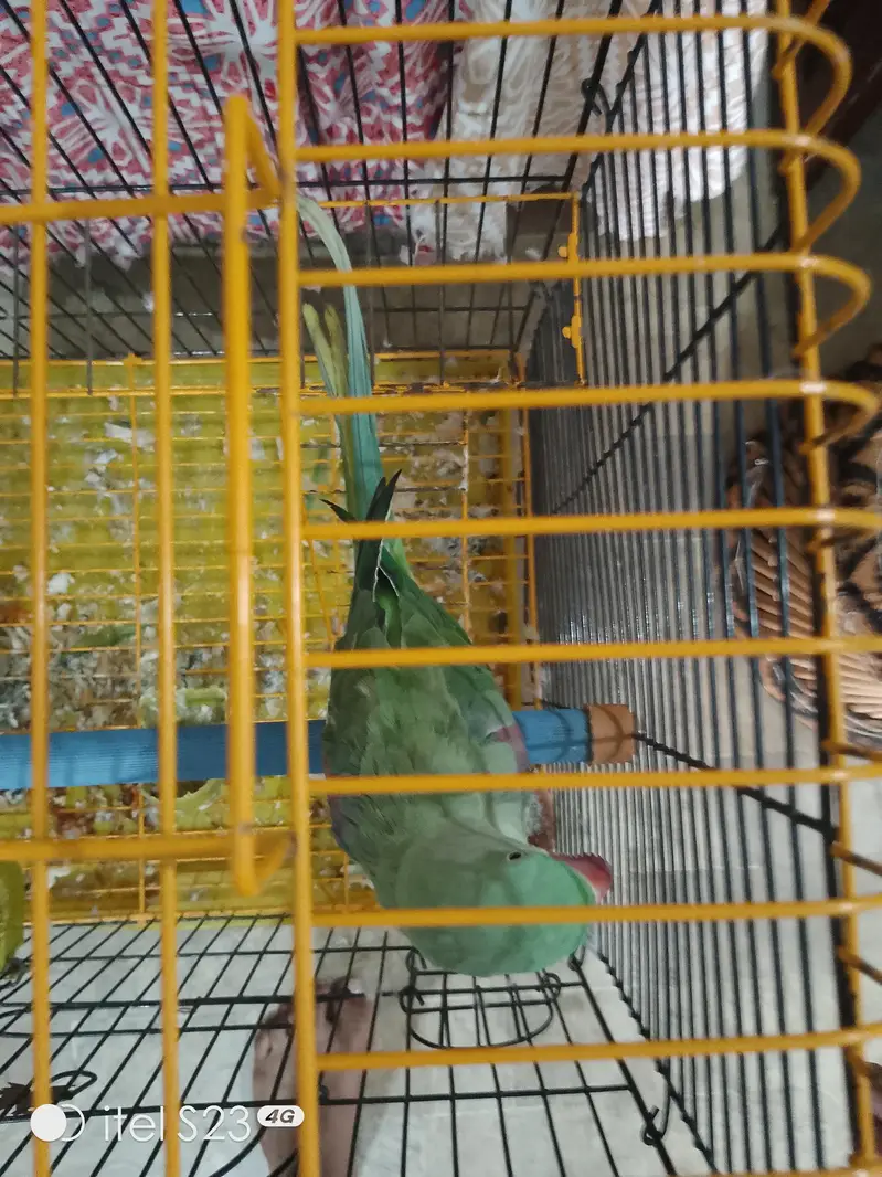 Raw Talking Parrot With Zarar Cage — photo 7