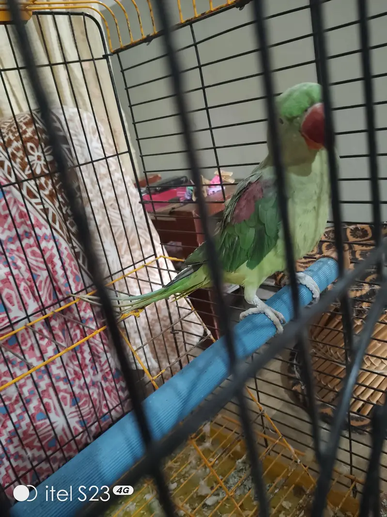 Raw Talking Parrot With Zarar Cage — photo 8