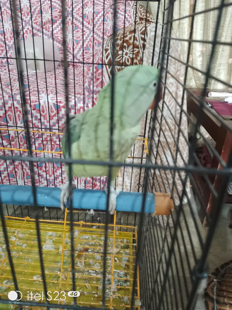 Raw Talking Parrot With Zarar Cage — photo 9