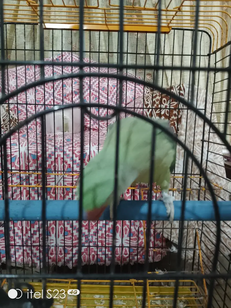 Raw Talking Parrot With Zarar Cage — photo 10