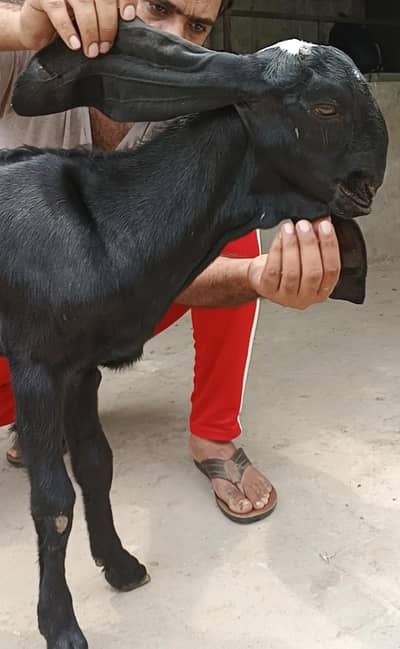 Pure amratsari female kid|bakri|path| with heavy face
