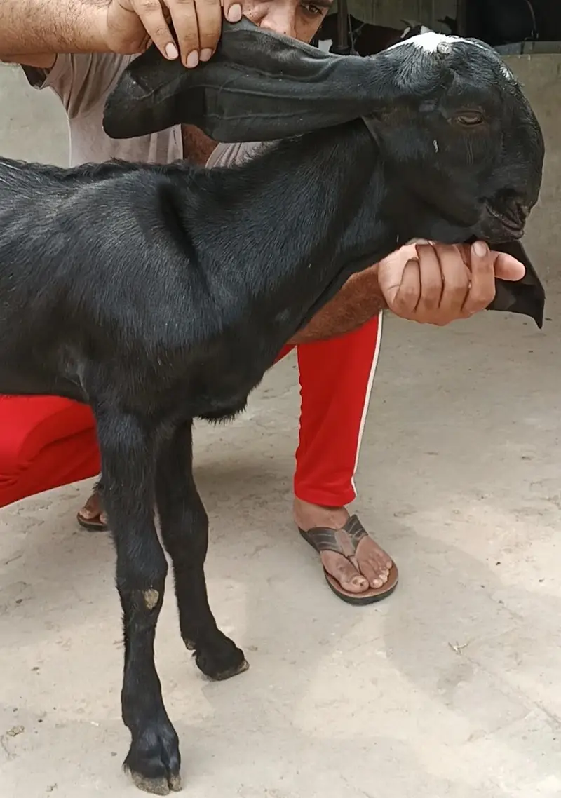 Pure amratsari female kid|bakri|path| with heavy face — photo 2