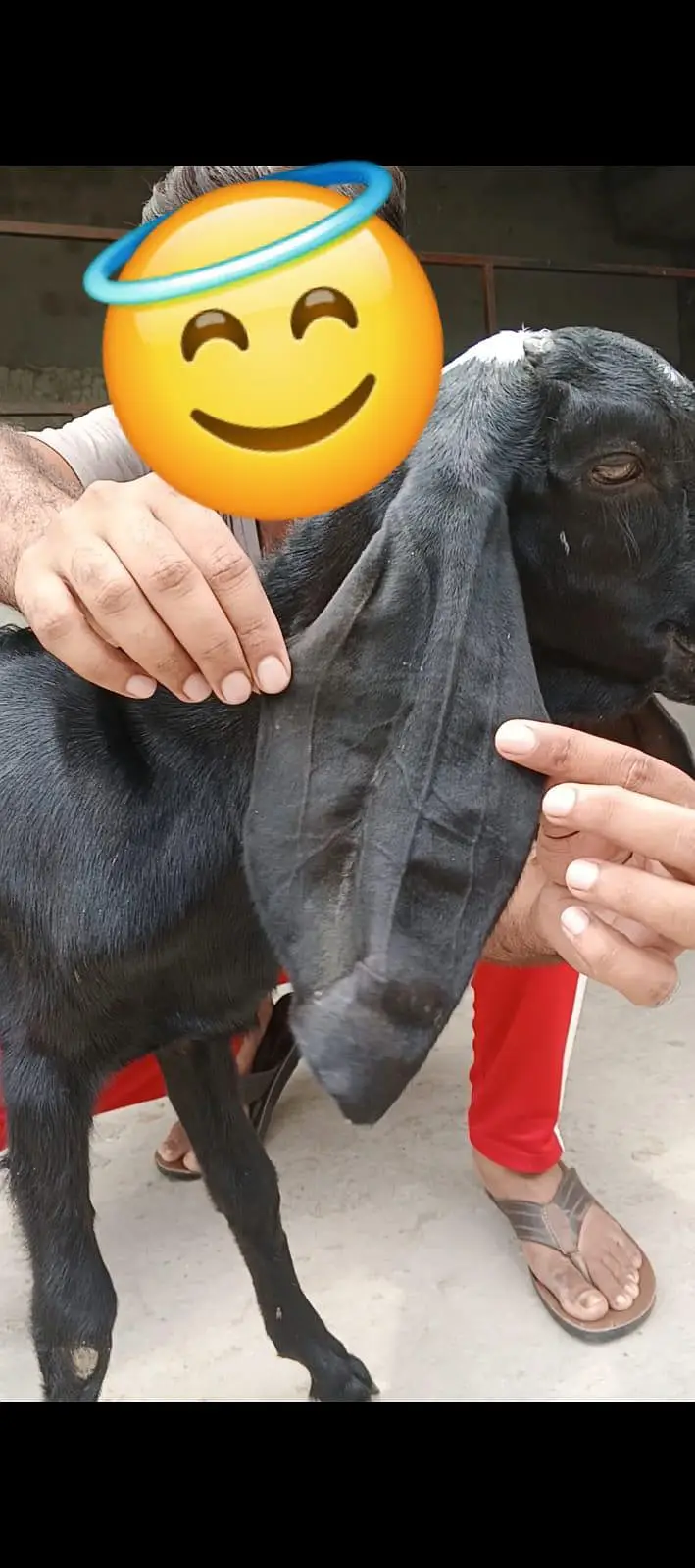 Pure amratsari female kid|bakri|path| with heavy face — photo 3