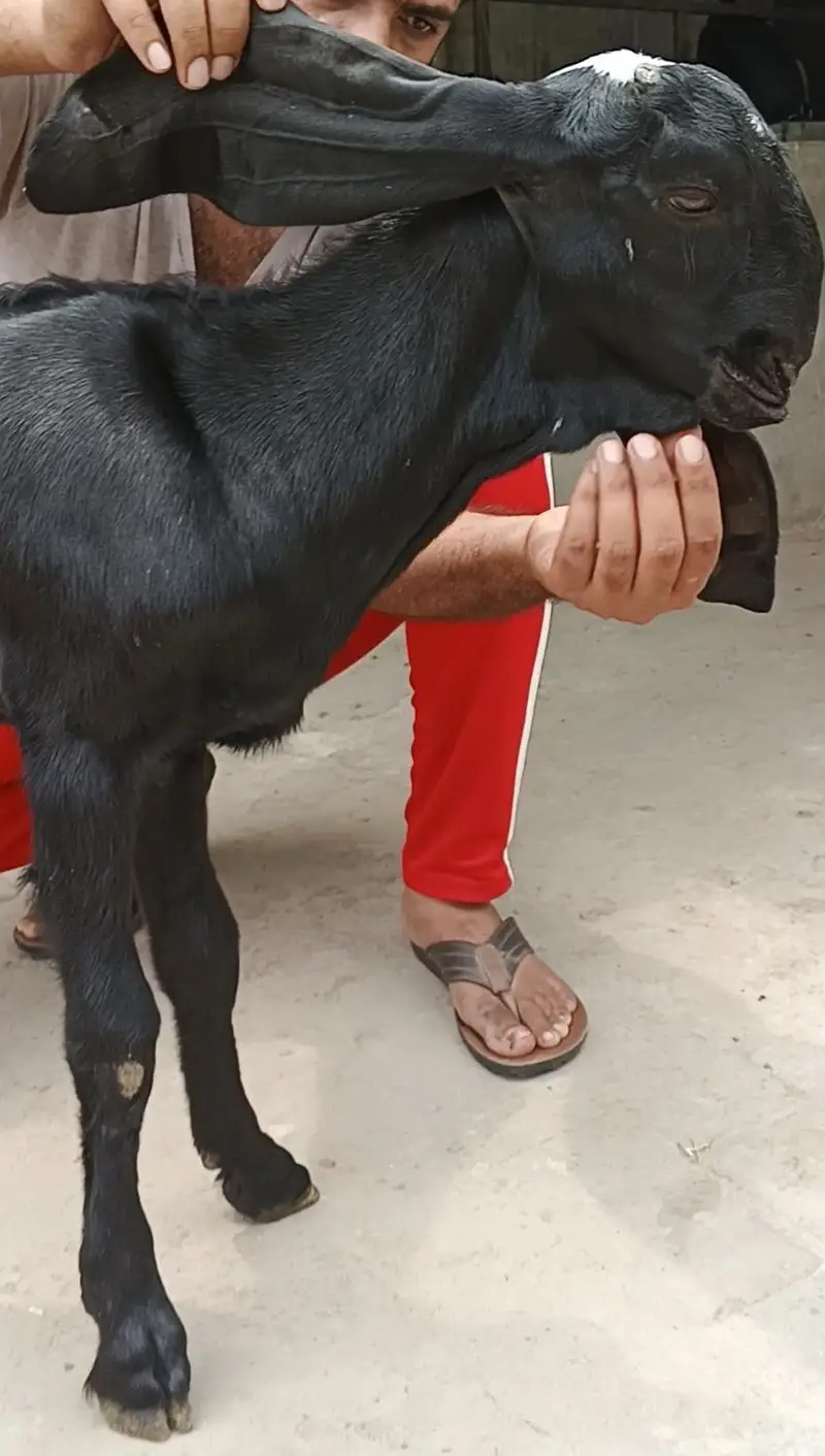 Pure amratsari female kid|bakri|path| with heavy face — photo 4