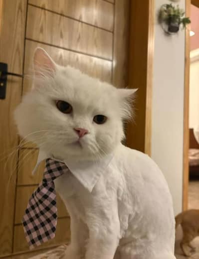 looking for a Persian female cat