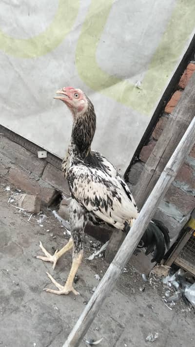 Aseel Murgy for sell in lahor