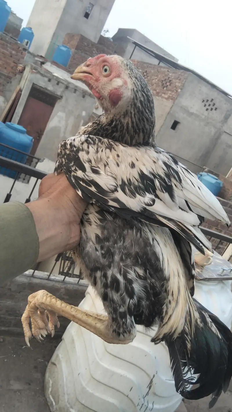 Aseel Murgy for sell in lahor — photo 2