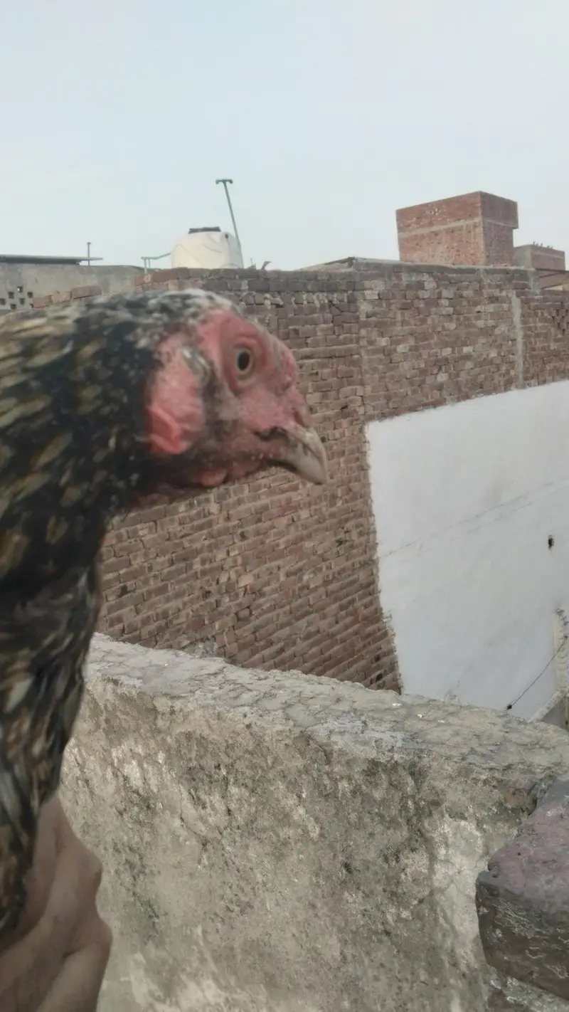 Aseel Murgy for sell in lahor — photo 4