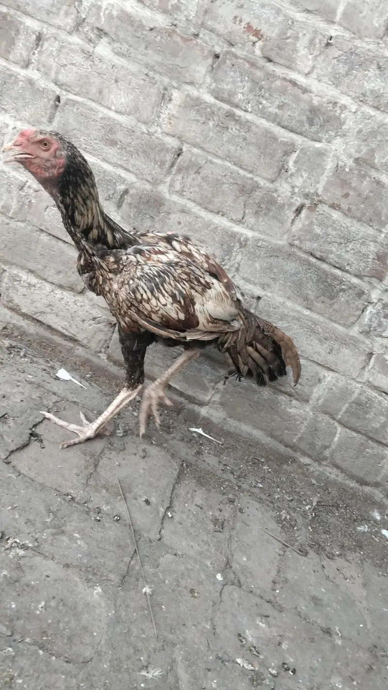Aseel Murgy for sell in lahor — photo 5