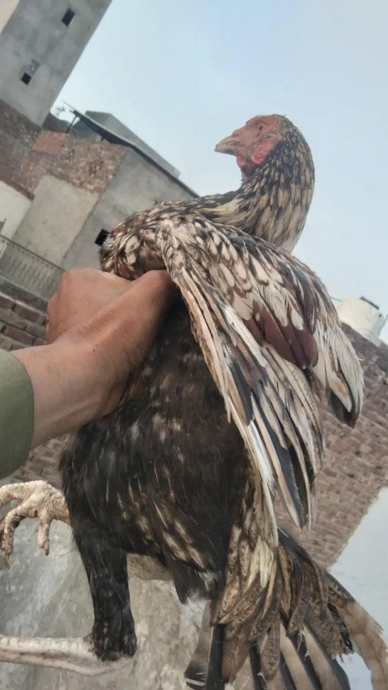 Aseel Murgy for sell in lahor — photo 6