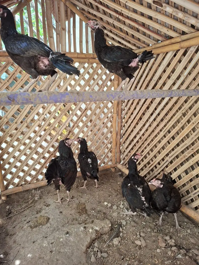 6 Lasani Hens for Sale