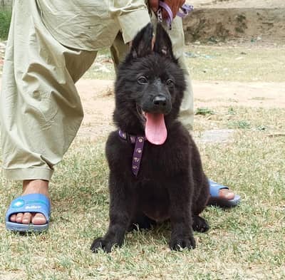 German Shepherd  | puppies | Dog For Sale | GSD