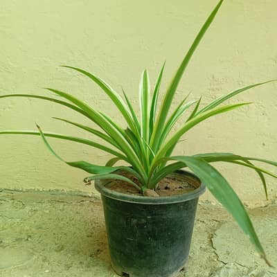 Spider Plants without Pot