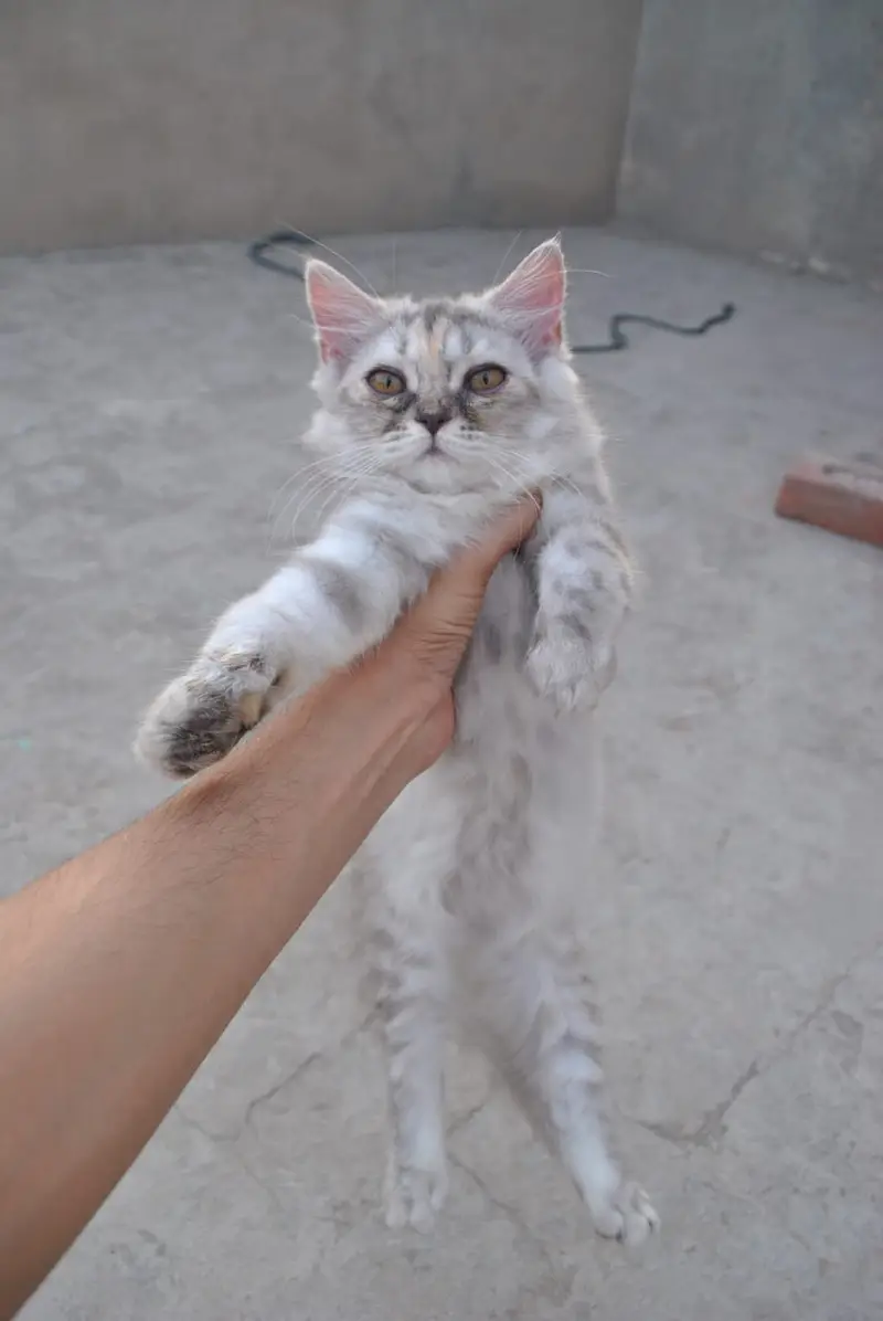Doll Face Persian Females — photo 2