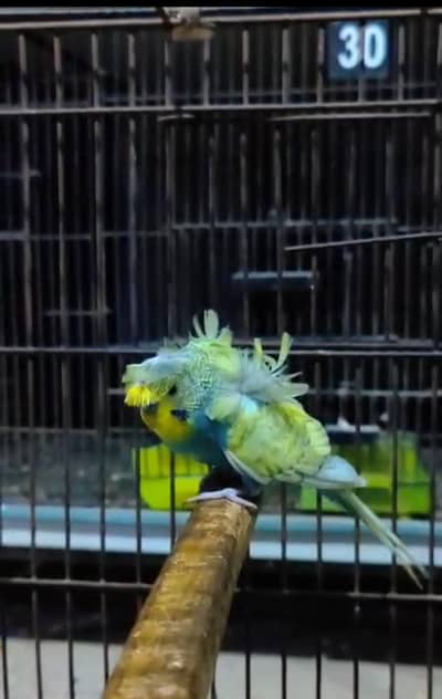 love bird nd tufted and hogo budgie