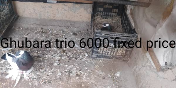 pouter trio for sale