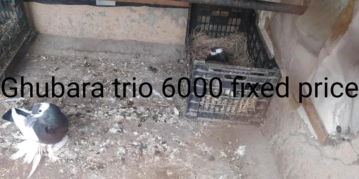 pouter trio for sale