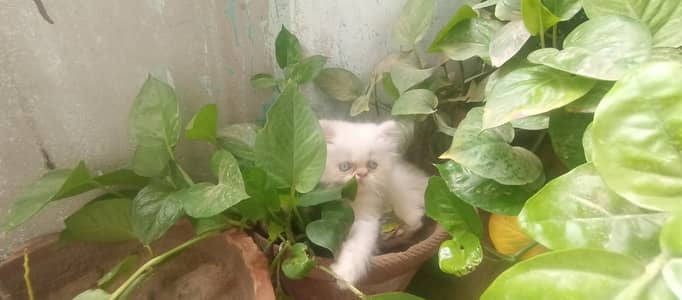  Premium Cream Point Himalayan Male Kitten Available for Sale 