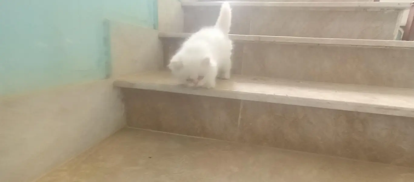  Premium Cream Point Himalayan Male Kitten Available for Sale  — photo 2