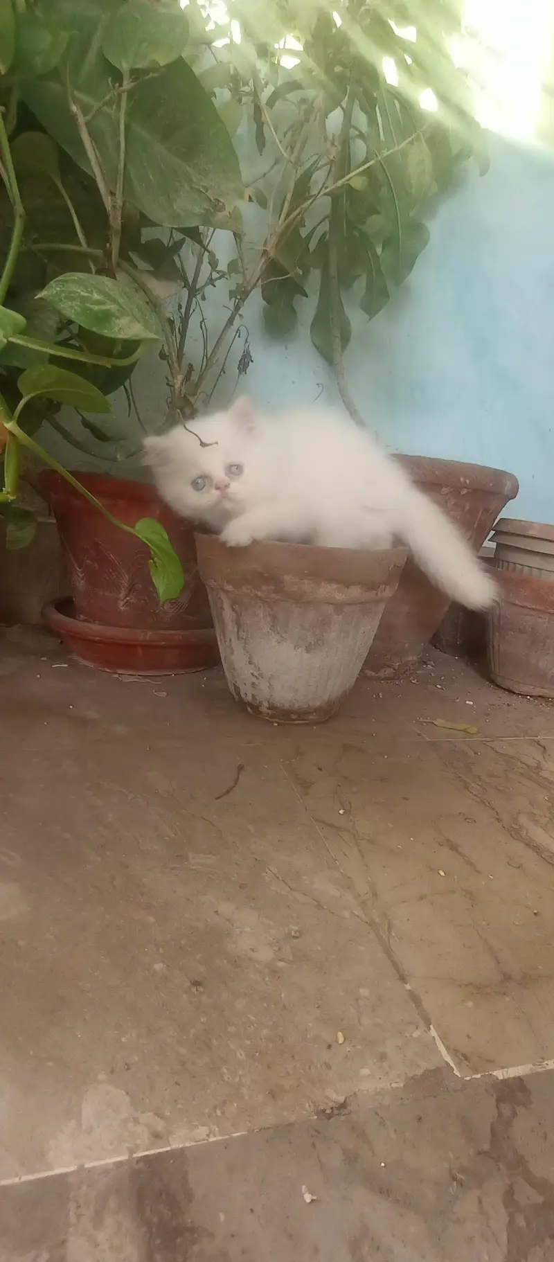  Premium Cream Point Himalayan Male Kitten Available for Sale  — photo 3