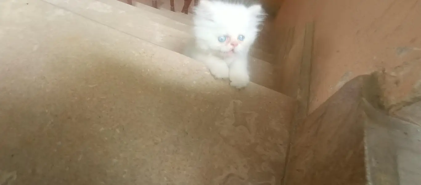  Premium Cream Point Himalayan Male Kitten Available for Sale  — photo 4