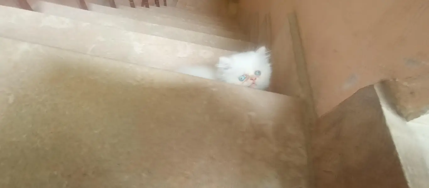  Premium Cream Point Himalayan Male Kitten Available for Sale  — photo 5