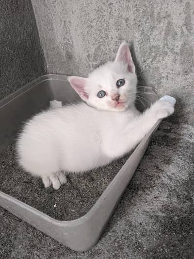 Read description!! kittens for sale