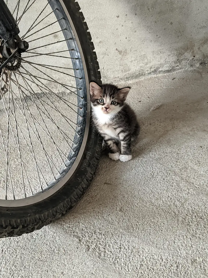 Read description!! kittens for sale — photo 3