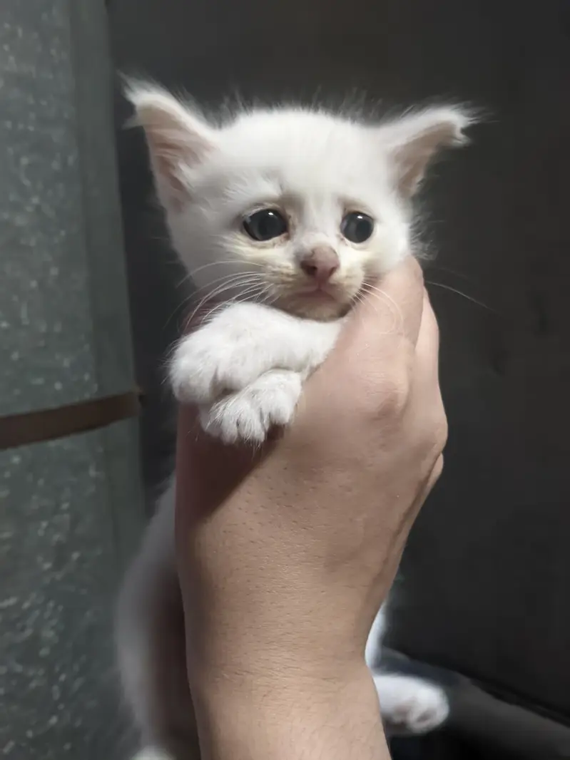 Read description!! kittens for sale — photo 4
