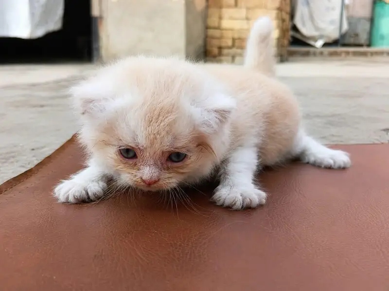 Adorable Persian Kittens Available for Adoption | Healthy & Fluffy — photo 2