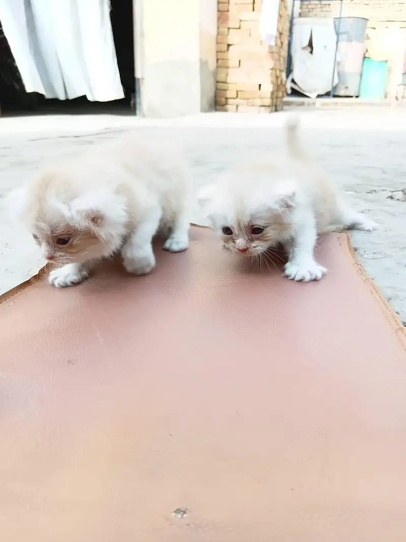Adorable Persian Kittens Available for Adoption | Healthy & Fluffy — photo 3