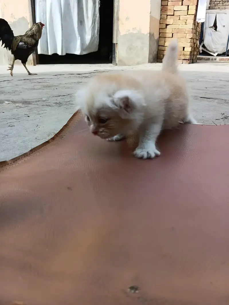 Adorable Persian Kittens Available for Adoption | Healthy & Fluffy — photo 4