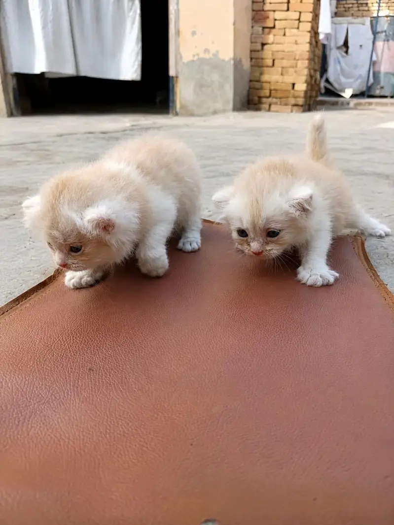 Adorable Persian Kittens Available for Adoption | Healthy & Fluffy — photo 5