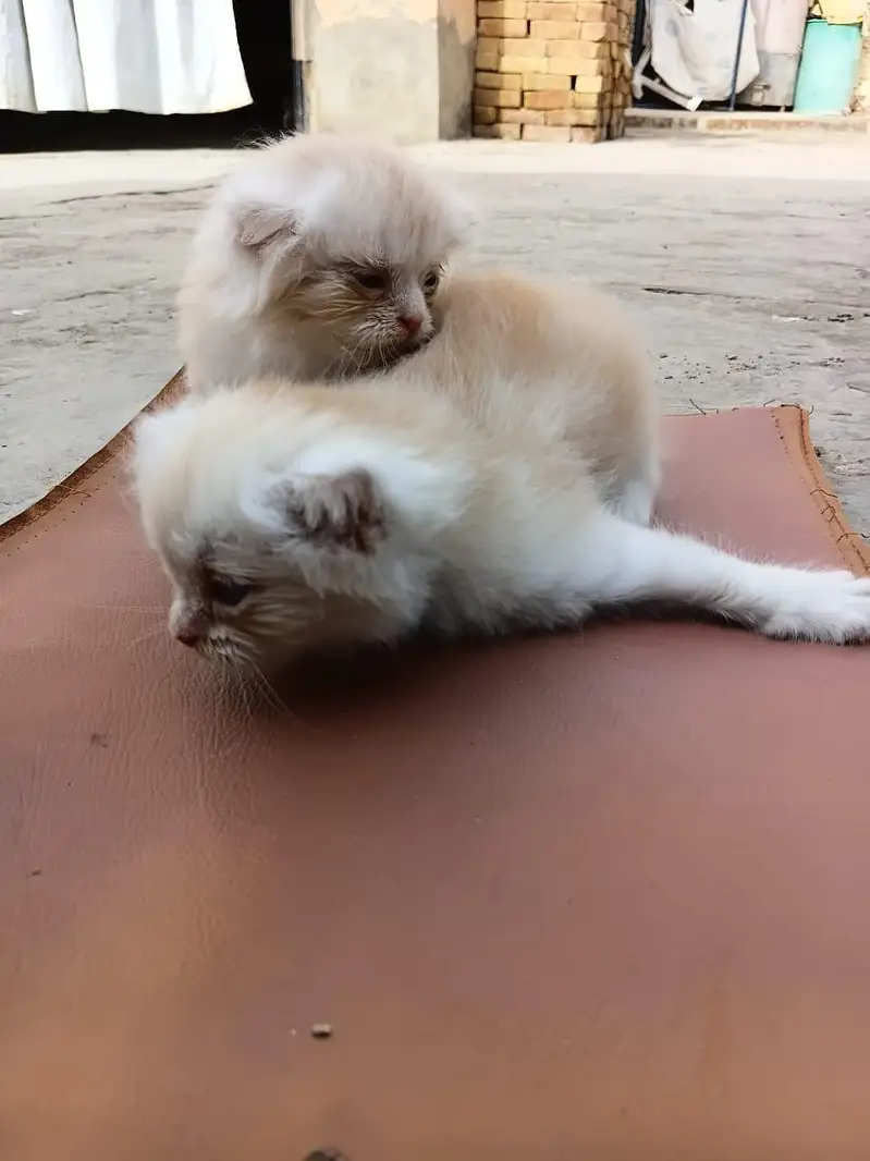 Adorable Persian Kittens Available for Adoption | Healthy & Fluffy — photo 6