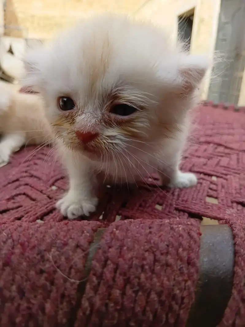 Adorable Persian Kittens Available for Adoption | Healthy & Fluffy — photo 7