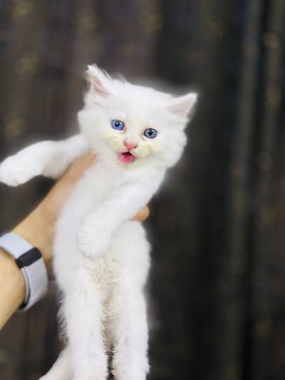Kittens for sale odd eyes