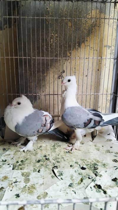 Quality Sentient Blue pigeons Pair