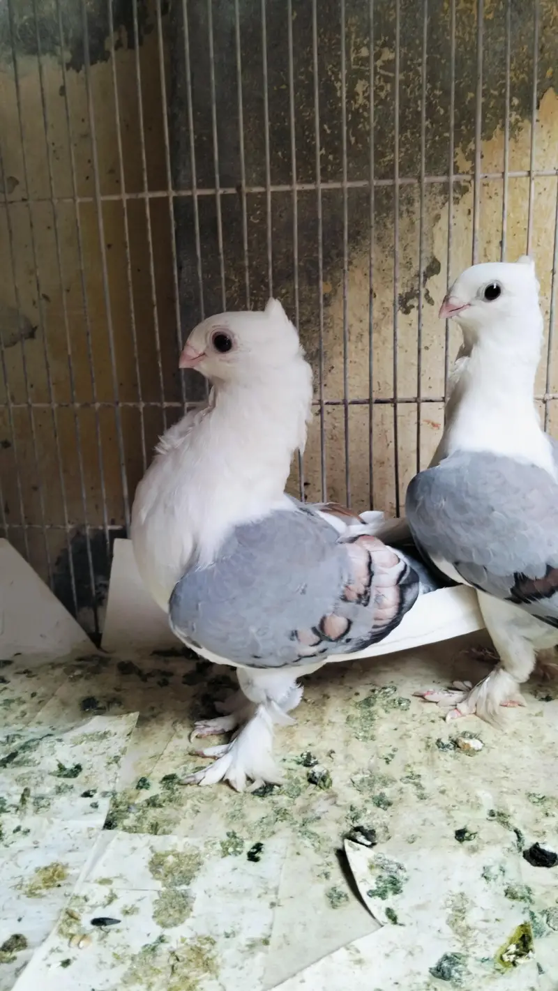 Quality Sentient Blue pigeons Pair — photo 2