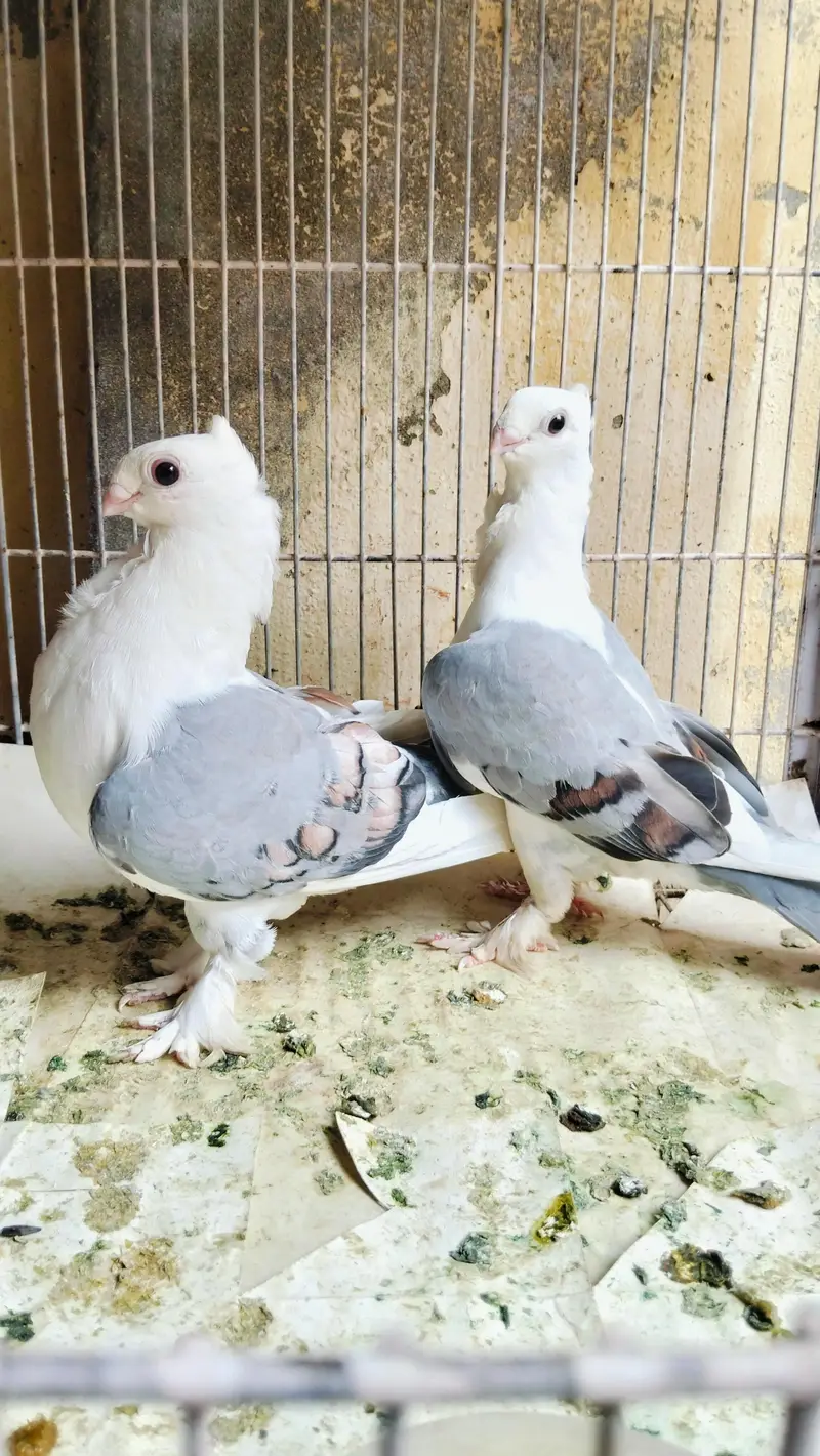 Quality Sentient Blue pigeons Pair — photo 3
