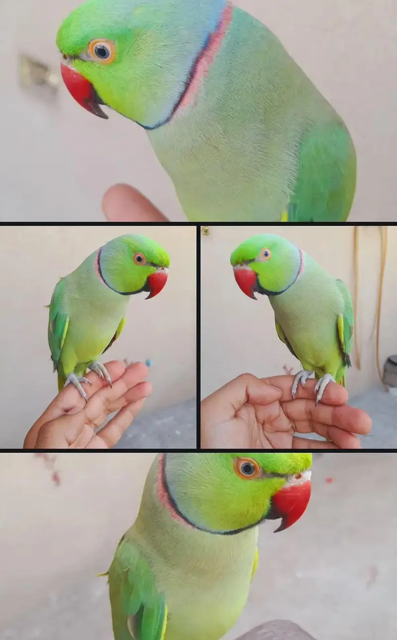 fully hand tame tota ghr ka pala huwa or bolta bi ha — photo 2