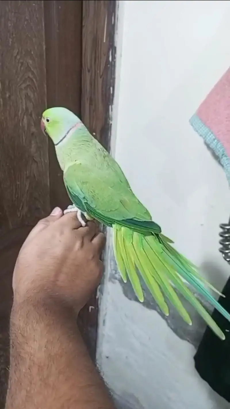 fully hand tame tota ghr ka pala huwa or bolta bi ha — photo 5